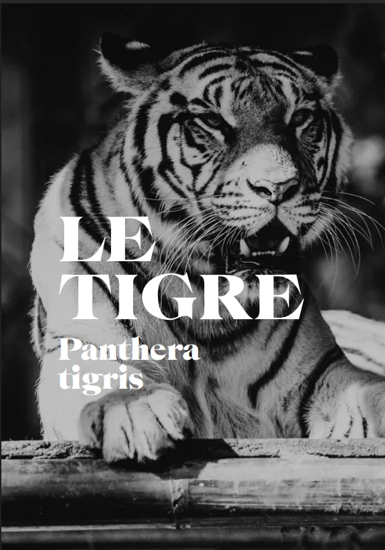Couverture typographique noir et blanc intitulée Le Tigre